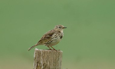 Meadow pipit, Anthus pratensis, kışladaki tek kuş, Wiltshire, Haziran 2021 