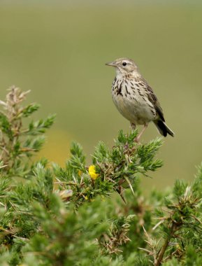 Meadow pipit, Anthus pratensis, Gorse, Galler 'de tek kuş, Haziran 2021
