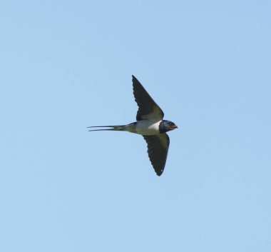 Kırlangıç, Hirundo rustica, uçan tek kuş, Pembrokeshire, Haziran 2021