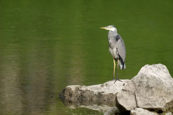 Czapla Szara Ardea Cinerea Samotny Ptak Skale Nad Wodą Pembrokeshire — Zdjęcie stockowe