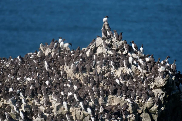 Guillemots Uria Aalge Colony Stacks Pembrokeshire June 2021 — 图库照片