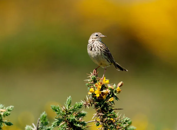 Pipit Łąkowy Anthus Pratensis Samotny Ptak Wąwozie Walia Czerwiec 2021 — Zdjęcie stockowe