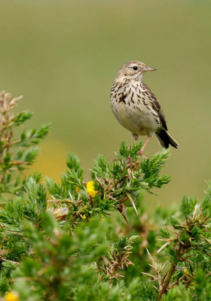 Wiesenpieper Anthus Pratensis Einzelvogel Auf Ginster Wale Juni 2021 — Stockfoto