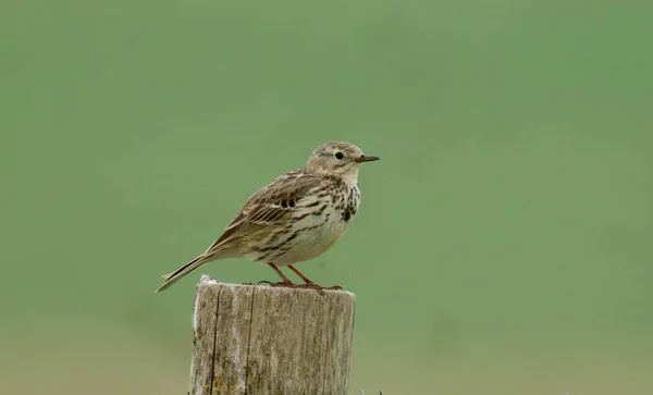 Meadow Pipit Anthus Pratensis Single Bird Post Wiltshire June 2021 — Stock Photo, Image