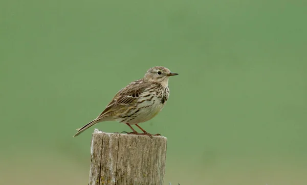 Pipit Des Prés Anthus Pratensis Oiseau Unique Poste Wiltshire Juin — Photo