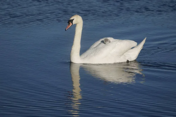Mute Swan Cygnus Olor Adult Young Back Pembrokeshire June 2021 — Stock Photo, Image