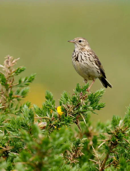 Pipit Łąkowy Anthus Pratensis Samotny Ptak Wąwozie Walia Czerwiec 2021 — Zdjęcie stockowe