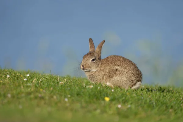 Kaninchen Oryctolagus Cuniculus Einzelsäugetier Auf Gras Walen Juni 2021 — Stockfoto