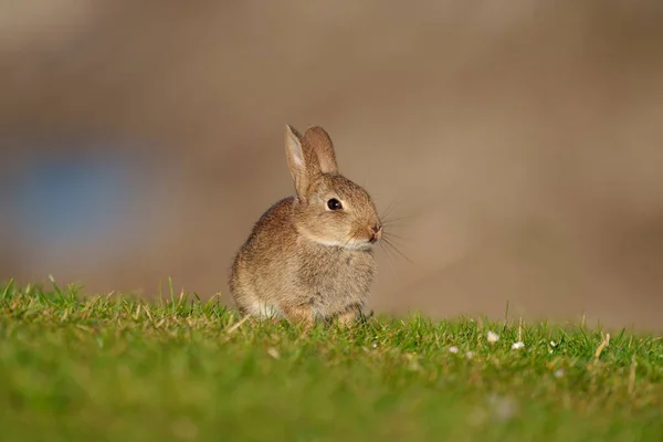 Kanin Oryctolagus Cuniculus Enstaka Däggdjur Gräs Wales Juni 2021 — Stockfoto