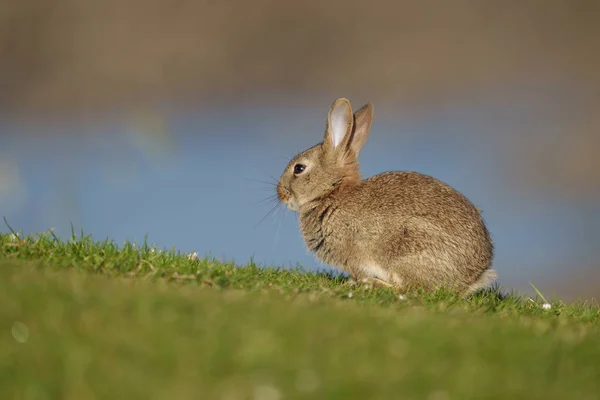 Králík Oryctolagus Cuniculus Jediný Savec Trávě Wales Červen 2021 — Stock fotografie