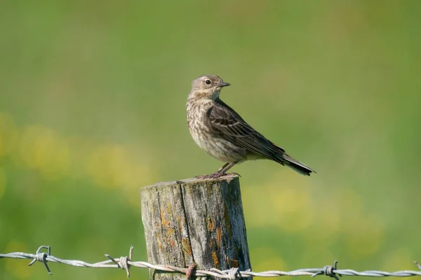 Rurociąg Skalny Anthus Petrosus Pojedynczy Ptak Płocie Pembrokeshire Czerwiec 2021 — Zdjęcie stockowe