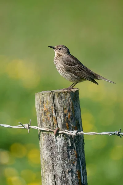 Rock Pipit Anthus Petrosus Single Bird Fence Pembrokeshire June 2021 — Foto de Stock