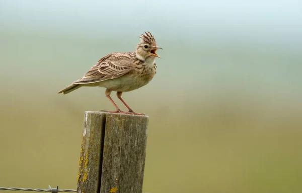 Skylark Alauda Arvensis Single Bird Post Wiltshire June 2021 —  Fotos de Stock