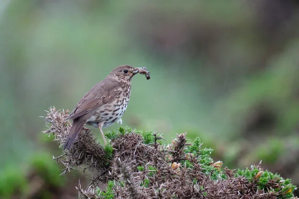 Tordo Canção Turdus Philomelos Pássaro Solteiro Gorse País Gales Junho — Fotografia de Stock