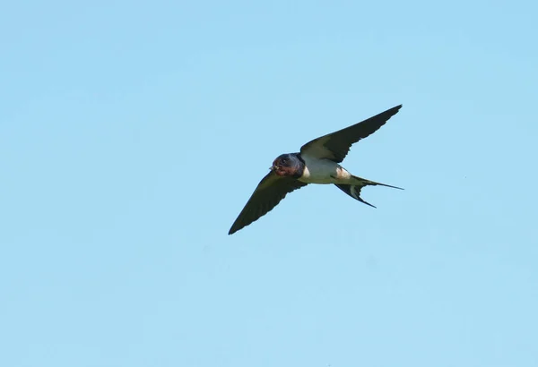 Schwalbe Hirundo Rustica Einzelner Vogel Flug Pembrokeshire Juni 2021 — Stockfoto
