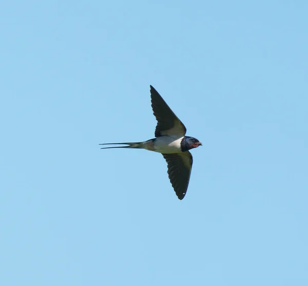 Schwalbe Hirundo Rustica Einzelner Vogel Flug Pembrokeshire Juni 2021 — Stockfoto