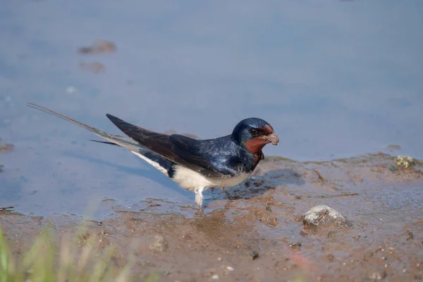 Engolir Hirundo Rustica Ave Solteira Voo Pembrokeshire Junho 2021 — Fotografia de Stock