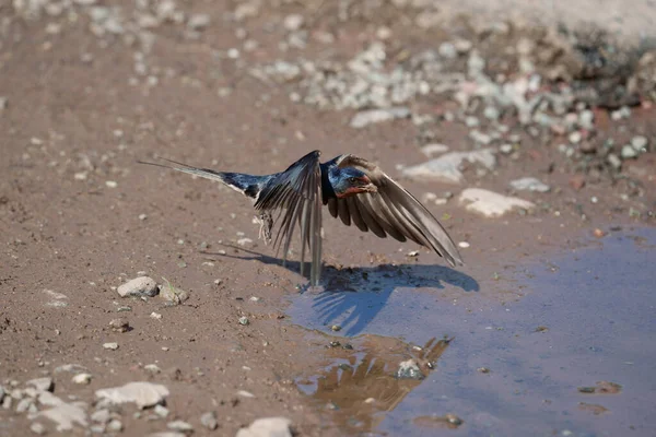 Swallow Hirundo Rustica Single Bird Flight Pembrokeshire June 2021 — Foto de Stock