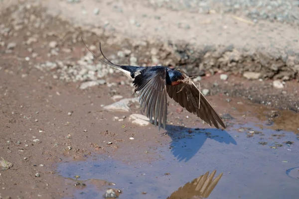 Swallow Hirundo Rustica Single Bird Flight Pembrokeshire June 2021 — Stock Photo, Image