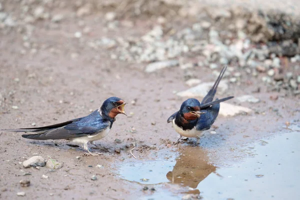 Rondine Hirundo Rustica Due Uccelli Che Raccolgono Fango Pembrokeshire Giugno — Foto Stock