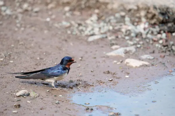 Înghiți Hirundo Rustica Singură Pasăre Care Colectează Noroi Pembrokeshire Iunie — Fotografie, imagine de stoc