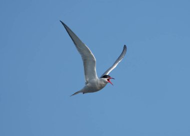 Genel deniz feneri, Sterna hirundo, uçan tek kuş, Galler, Haziran 2021