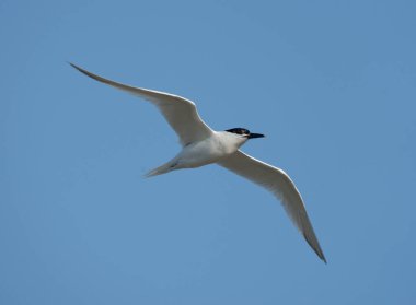 Sandwich tern, Sterna sandvicensis, tek bir kuş, Galler, Haziran 2012