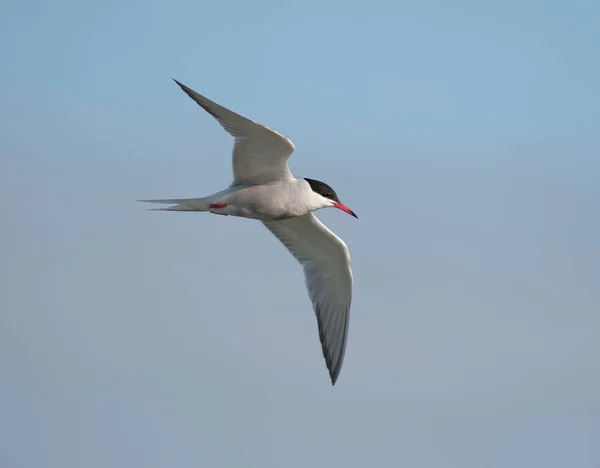 Sterna Comune Sterna Hirundo Uccello Singolo Volo Galles Giugno 2021 — Foto Stock