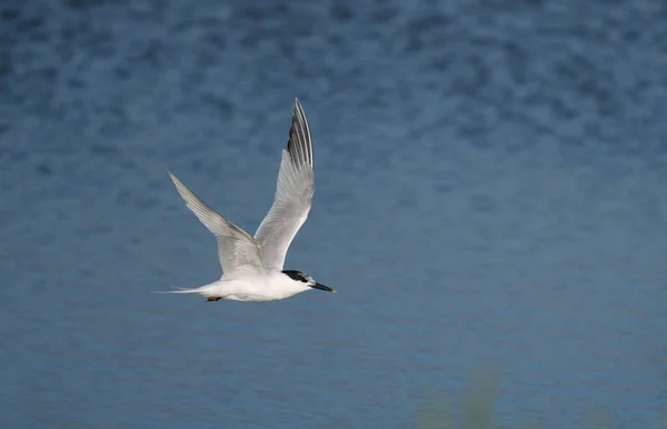 Seeschwalbe Sterna Sandvicensis Einzelvogel Flug Wales Juni 2012 — Stockfoto