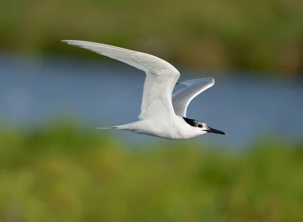 Sandwich Tern Sterna Sandvicensis Ave Solteira Voo País Gales Junho — Fotografia de Stock