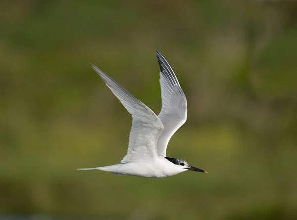 Sterne Sandwich Sterna Sandvicensis Oiseau Célibataire Vol Pays Galles Juin — Photo