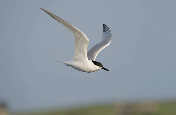 Patrón Sándwich Sterna Sandvicensis Ave Soltera Vuelo Gales Junio 2012 — Foto de Stock