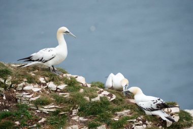 Gannet, Morus Bassanus, Kayalıklar Grubu, Yorkshire, İngiltere, Temmuz 2021