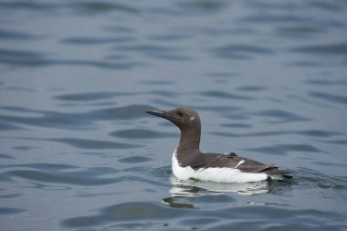 Guillemot, Uria Aalge, Sudaki tek kuş, Yorkshire, İngiltere, Temmuz 2021