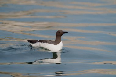 Guillemot, Uria Aalge, Sudaki tek kuş, Yorkshire, İngiltere, Temmuz 2021
