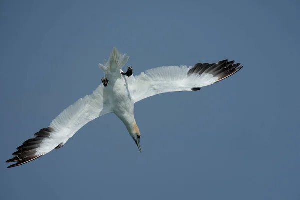 Gannet Morus Bassanus Uçuşan Tek Kuş Yorkshire Ngiltere Temmuz 2021 — Stok fotoğraf