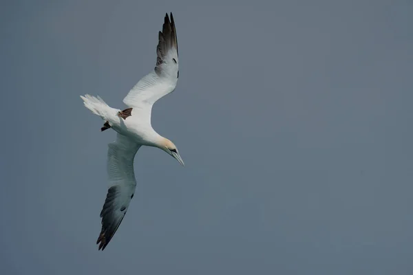 Gannet Morus Bassanus Single Bird Flight Yorkshire July 2021 — 图库照片