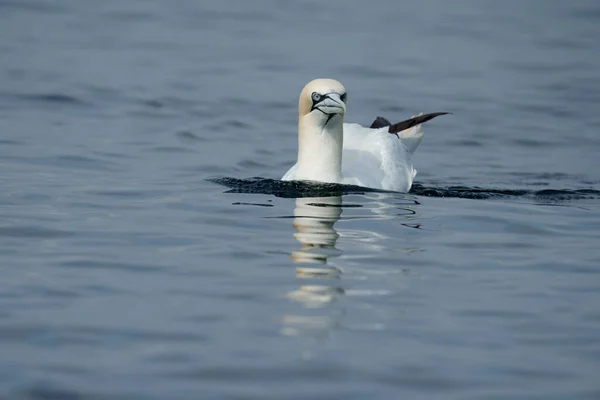 Gannet Morus Bassanus Singel Fågel Vatten Yorkshire Storbritannien Juli 2021 — Stockfoto