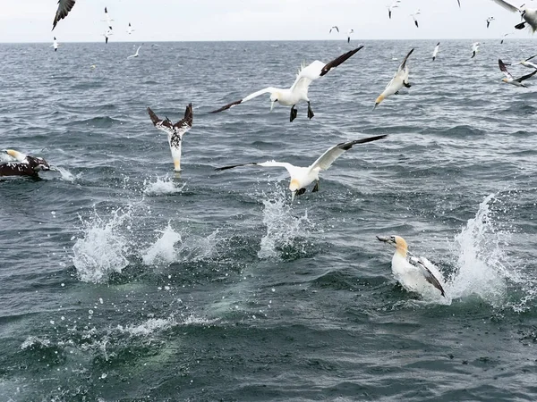 Gannet Morus Bassanus Csoportos Búvárkodás Yorkshire Egyesült Királyság 2021 Július — Stock Fotó