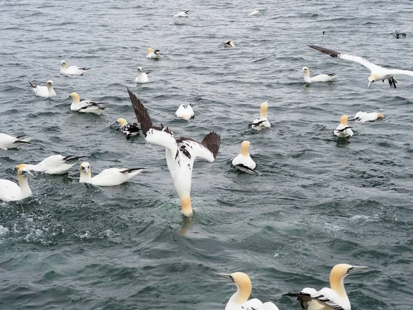 Gannet Morus Bassanus Pojedynczy Ptak Locie Yorkshire Wielka Brytania Lipiec — Zdjęcie stockowe