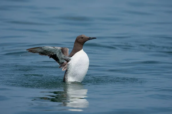 Guillemot Uria Aalge Single Bird Water Йоркшир Великобритания Июль 2021 — стоковое фото