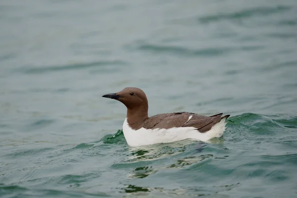 Guillemot Uria Aalge Single Bird Water Йоркшир Великобритания Июль 2021 — стоковое фото