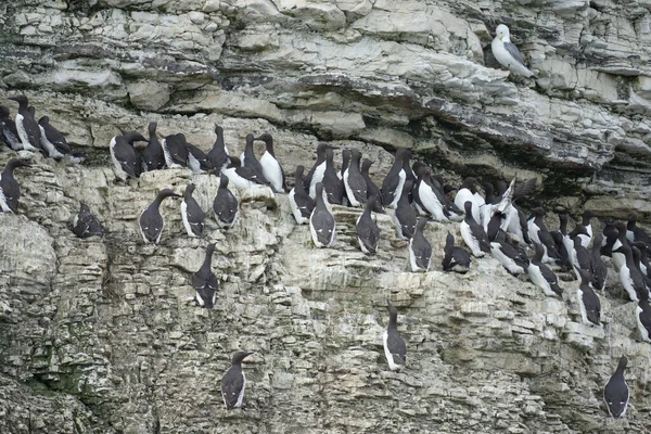 Guillemot Uria Alge Colonies Bempton Criffs ヨークシャー イギリス 2021年7月 — ストック写真