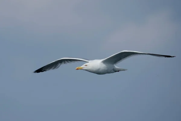 Haringmeeuw Larus Argentatus Enkele Vogel Vlucht Yorkshire Verenigd Koninkrijk Juli — Stockfoto