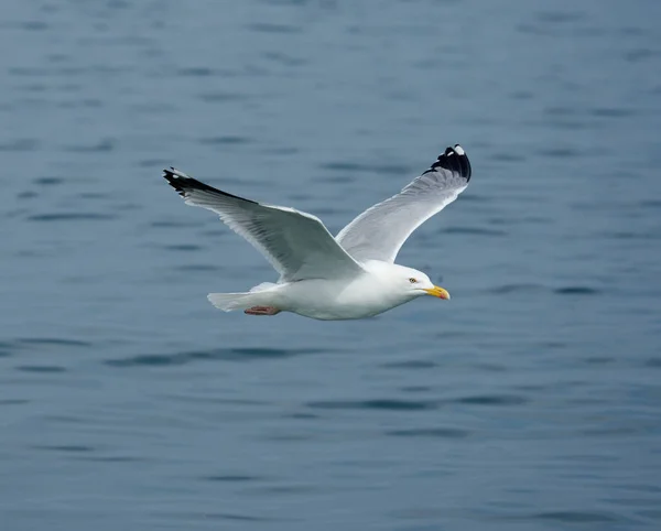 Sillilokki Larus Argentatus Yksittäinen Lintu Lennossa Yorkshire Iso Britannia Heinäkuu — kuvapankkivalokuva