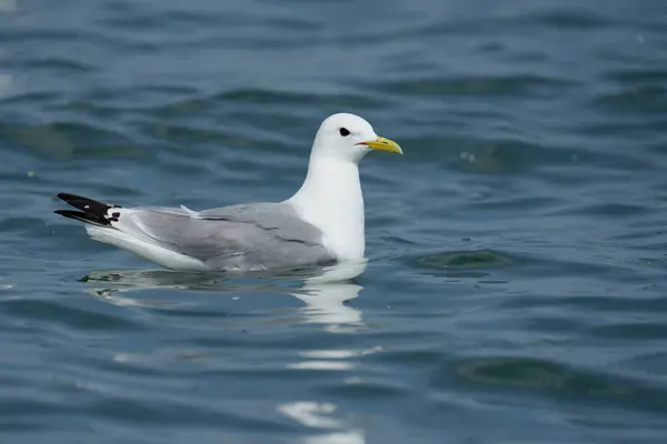 Kittiwake Rissa Tridactyla Single Bird Flight Yorkshire Verenigd Koninkrijk Juli — Stockfoto