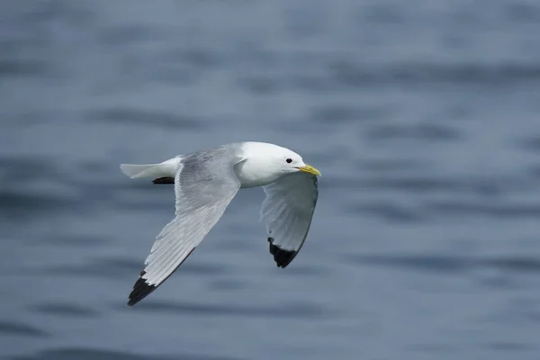 Kittiwake Rissa Tridactyla Singolo Uccello Volo Yorkshire Regno Unito Luglio — Foto Stock