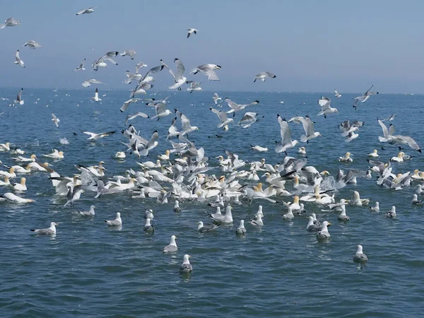 Kittiwake Rissa Tridactyla Csoportos Etetés Yorkshire Egyesült Királyság 2021 Július — Stock Fotó