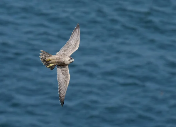 Wanderfalke Falco Peregrinus Einzelner Jungvogel Flug Yorkshire Großbritannien Juli 2021 — Stockfoto