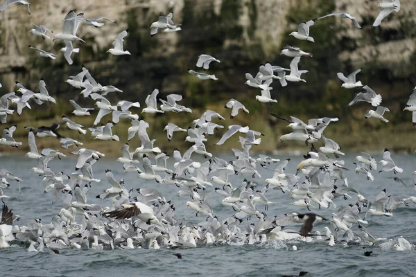 Kittiwake Rissa Tridactyla Групповое Питание Йоркшир Великобритания Июль 2021 Года — стоковое фото